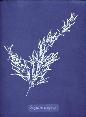 cyanotype the magic bluealgae print
